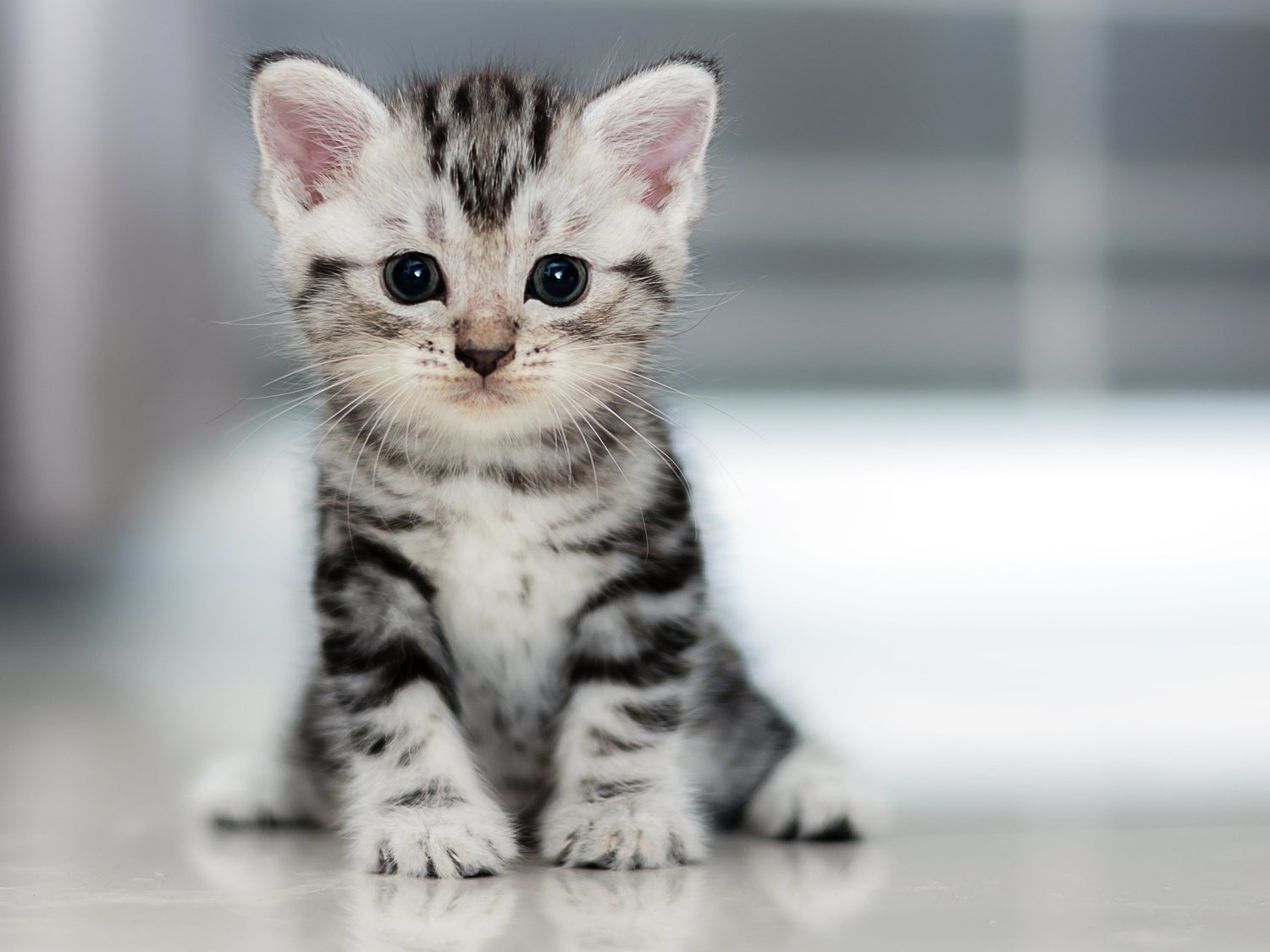 Unos jóvenes dan de fumar a un gatito en un nuevo caso de maltrato animal