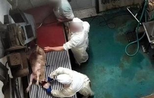 Una cámara oculta revela palizas y degollamientos a animales en un matadero de Madrid
