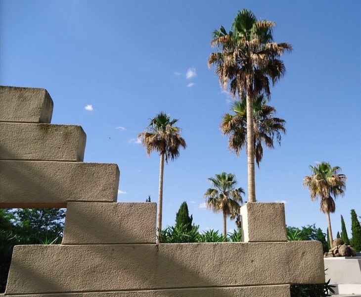 El cambio climático ha permitido cultivar algunas especies como la washingtonia robusta, que se encuentra en el parque Juan Carlos I