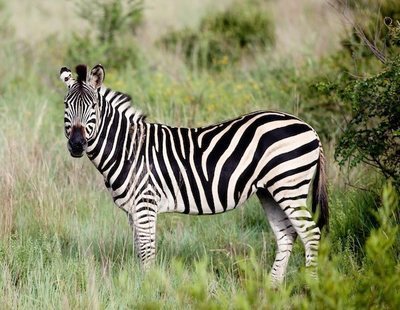 La rayas de las cebras tienen una función y la ciencia la ha descubierto