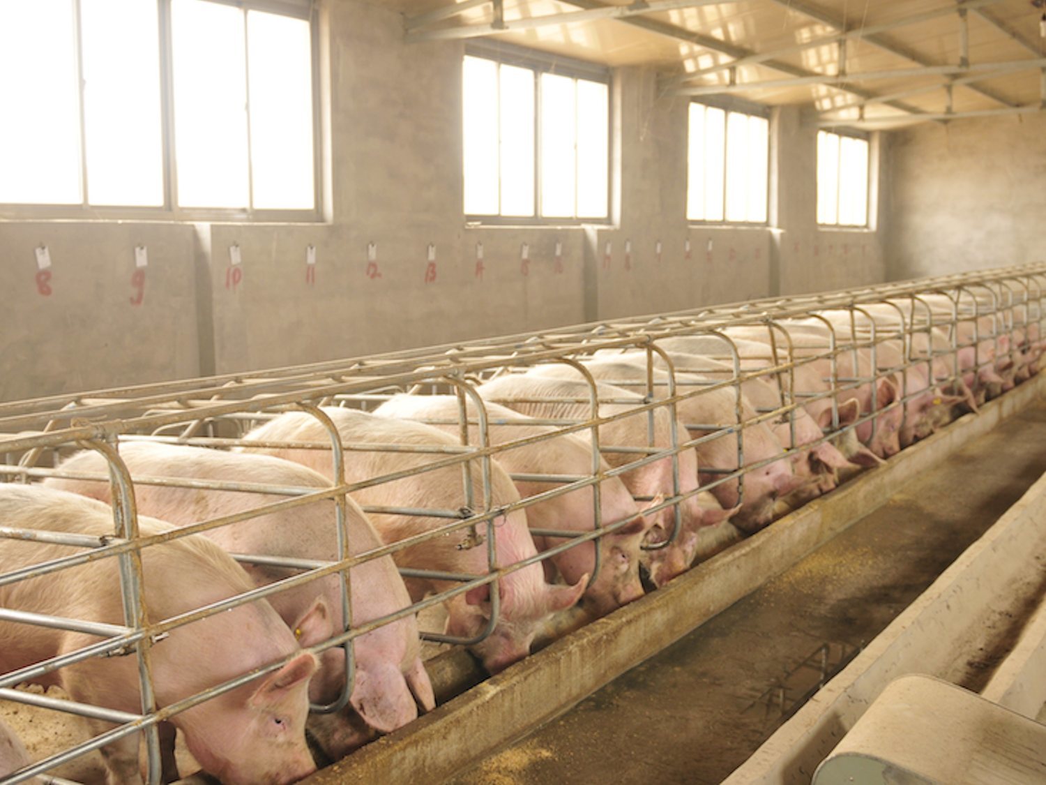Alerta sanitaria: Carne de cerdo española infectada con peste porcina