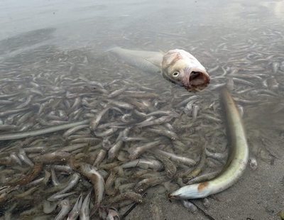 Desastre en Murcia: más de 2.500 kilos de peces y crustáceos muertos en el Mar Menor