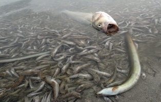 Desastre en Murcia: más de 2.500 kilos de peces y crustáceos muertos en el Mar Menor