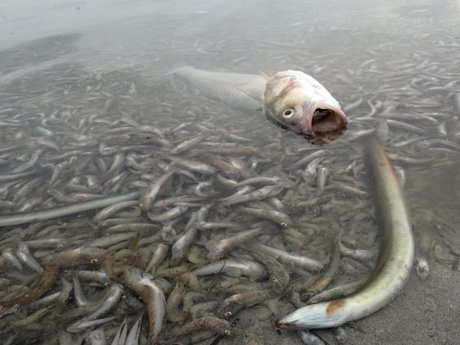 Desastre en Murcia: más de 2.500 kilos de peces y crustáceos muertos en el Mar Menor