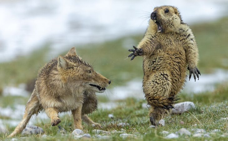 'El instante', fotografía ganadora absolutadel premio 'Wildlife Photographer of the Year' del chino Yongqing Bao