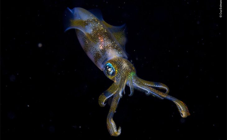 La neozelandesa Cruz Erdmann ganó el premio 'Joven Fotógrafo del Año de Fauna Salvaje' 2019