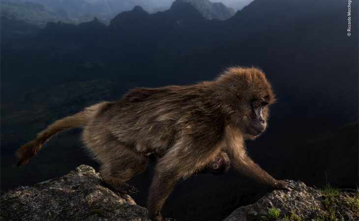 Riccardo Machgiani (Italia) ganó el premio 'Joven Fotógrafo del Año de Fauna Salvaje' 2019 en la categoría de 15 a 17 años