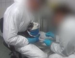 Se infiltra en un laboratorio y denuncia el maltrato animal para el estudio de fármacos