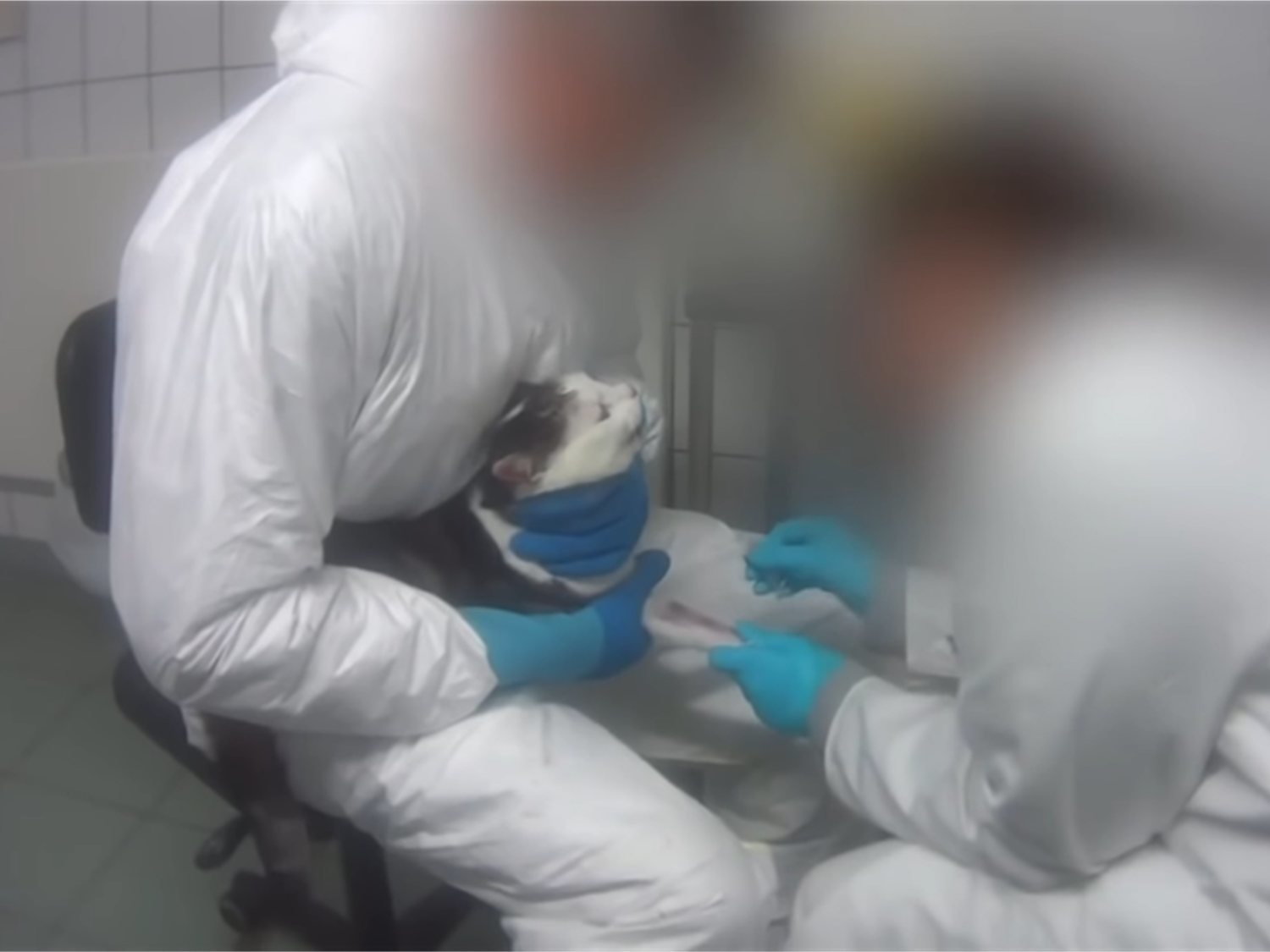 Se infiltra en un laboratorio y denuncia el maltrato animal para el estudio de fármacos