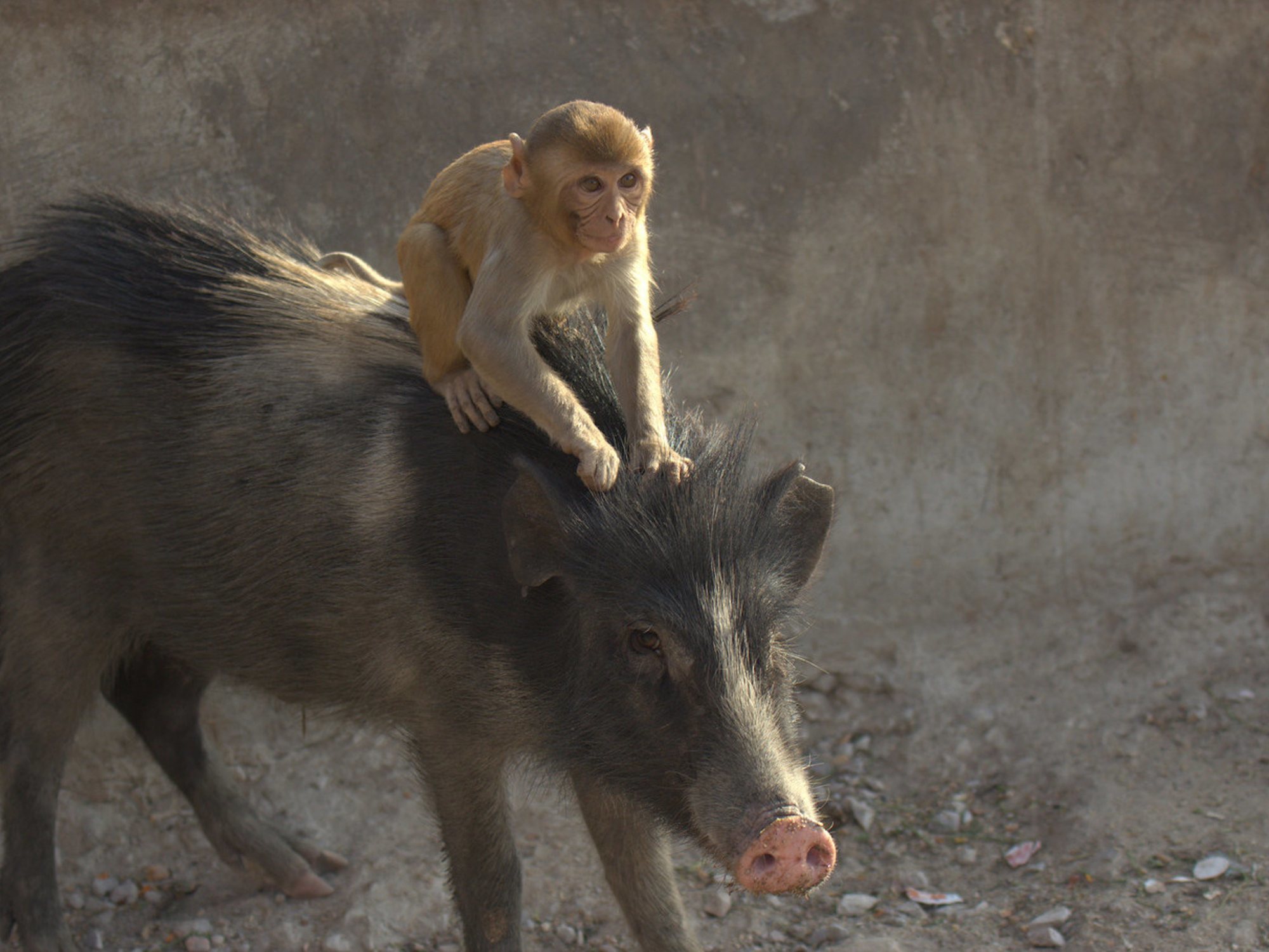 Мужчина коза женщина обезьяна. Обезьяна на кабане. Обезьяна верхом на свинье.