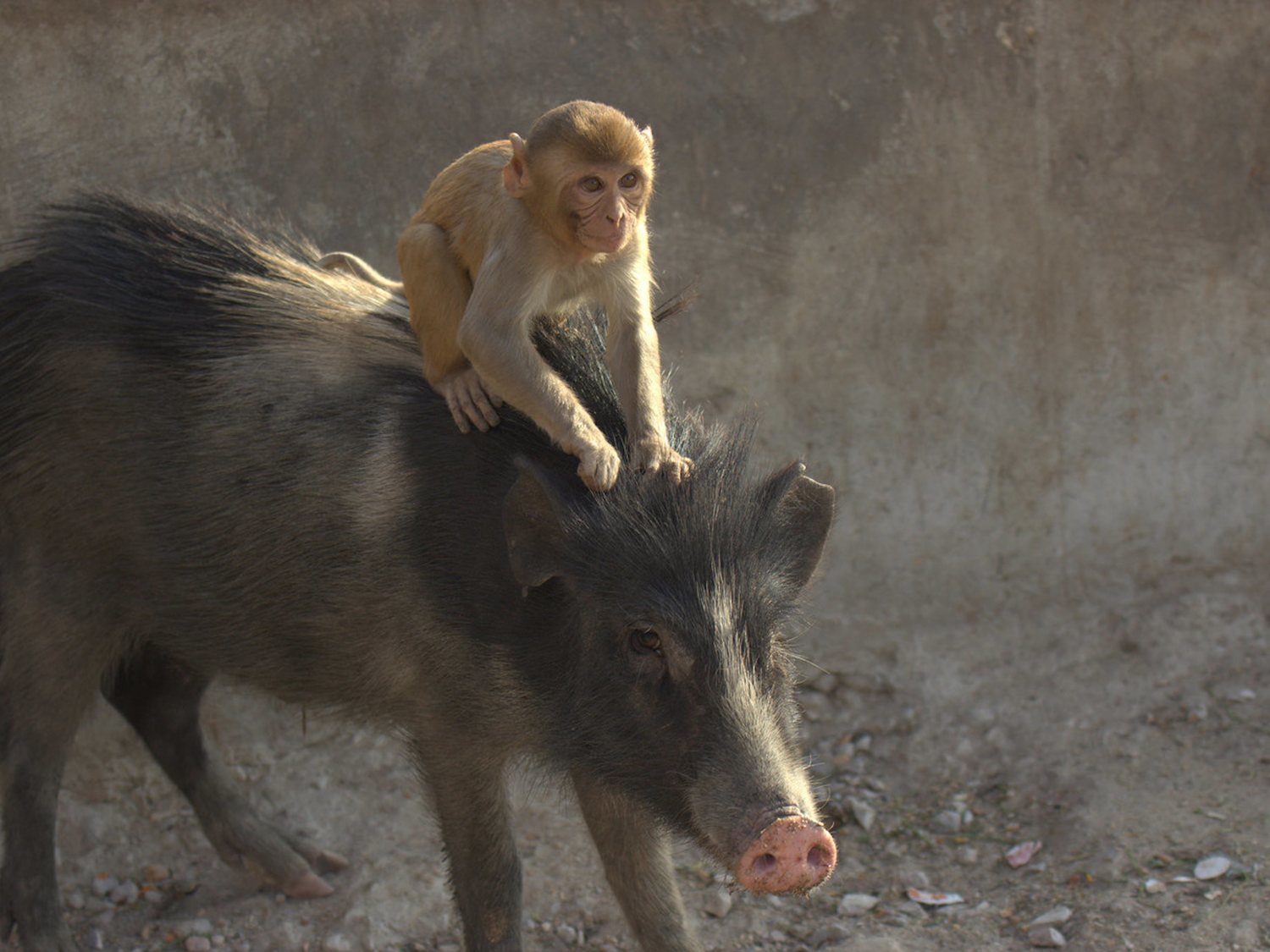 Procedemos del cruce entre el mono y el cerdo, según un científico