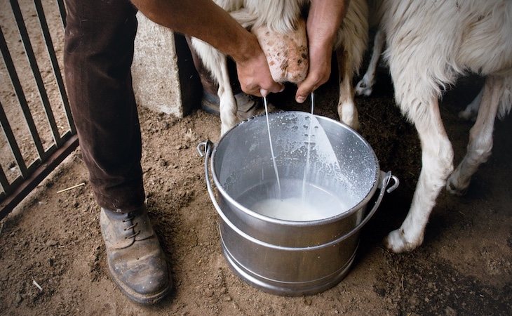 La leche de oveja es de las más calóricas y grasientas