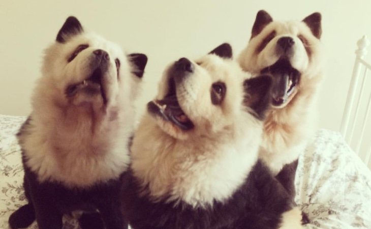 En Cute Pet Games, seis 'perros panda' reciben a los clientes