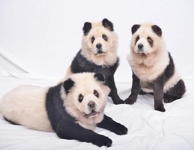 Perros pintados como pandas: los 'pandogs' que han despertado la polémica en China