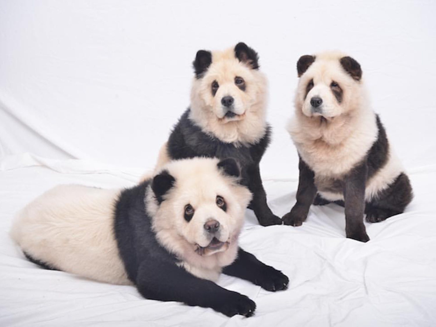 Perros pintados como pandas: los 'pandogs' que han despertado la polémica en China