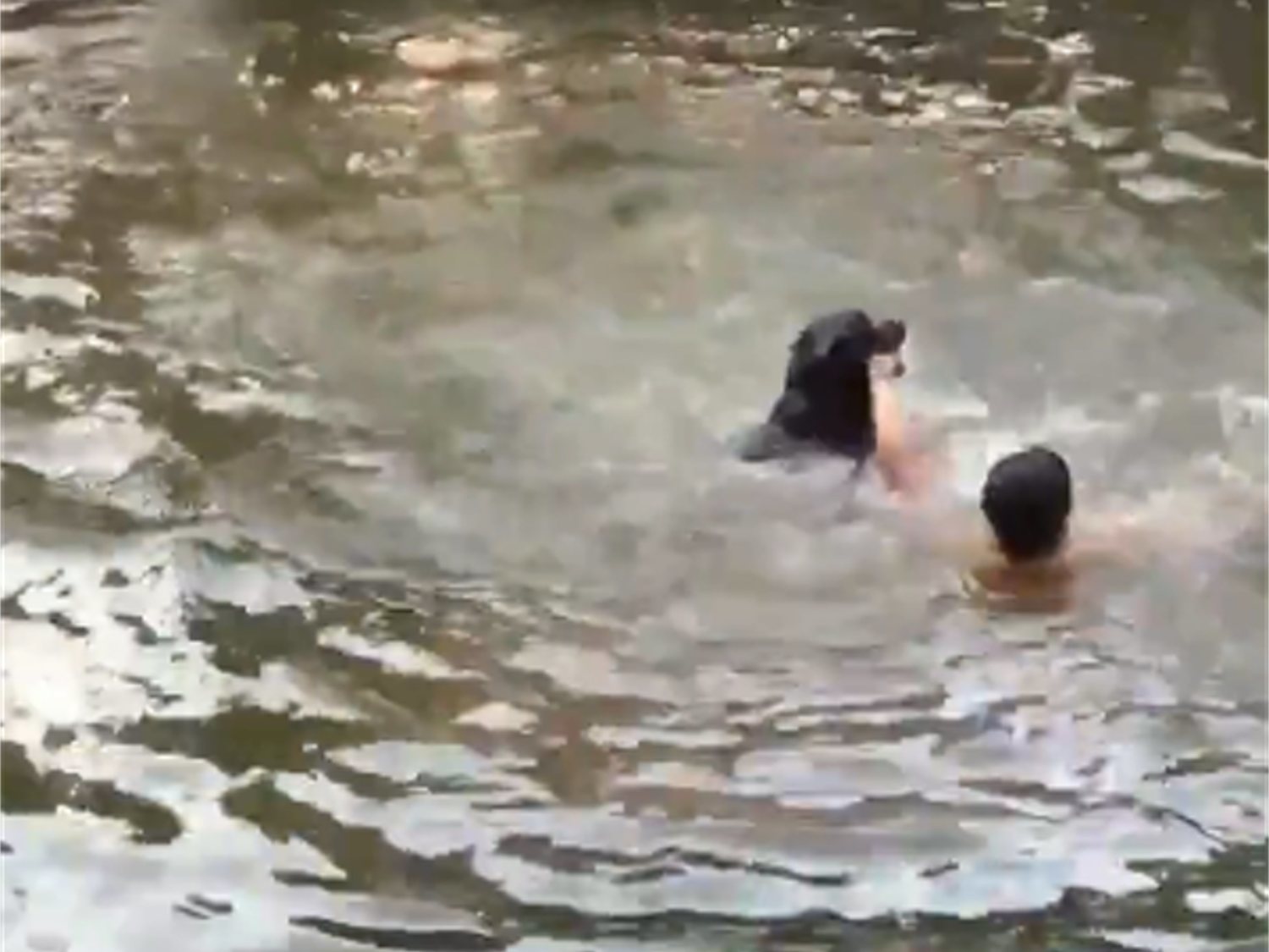 El rescate de un perro a su dueño en un estanque que se ha vuelto viral en Twitter