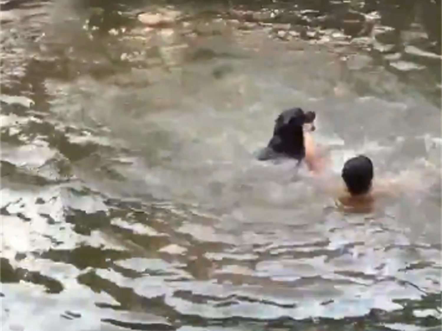 El rescate de un perro a su dueño en un estanque que se ha vuelto viral en Twitter