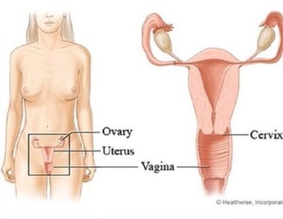 Plítode: el músculo inventado de la vagina convertido en bulo gracias a Wikipedia