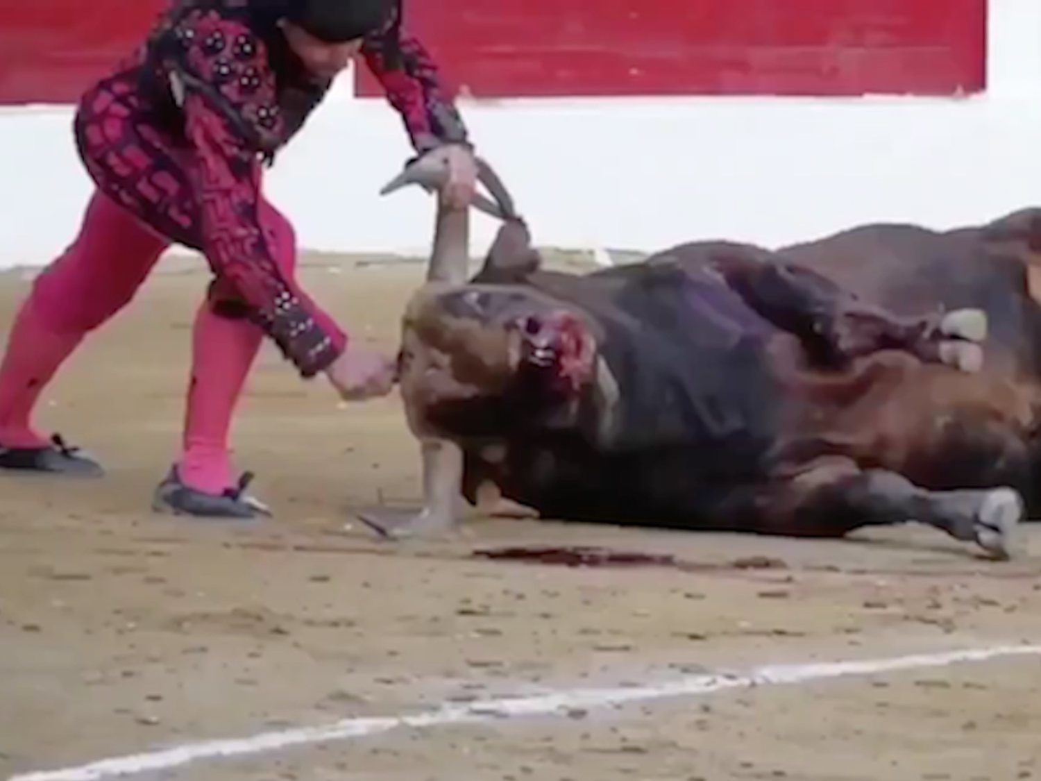 La crueldad de las corridas de toros: Un torero apuñala brutalmente a un toro en la cabeza