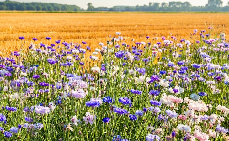 Hay alrededor de 435.000 especies de plantas en todo el planeta