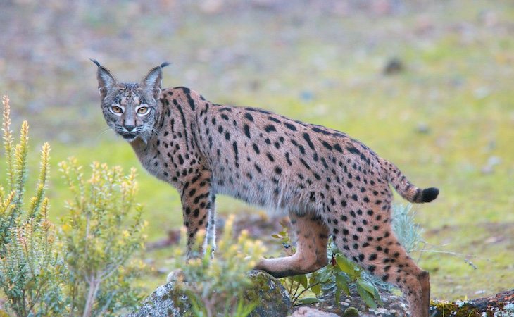 Aunque reconocemos fácilmente la fauna ibérica, pero no nos hemos dado cuenta de que especies de plantas han desaparecido en nuestros ojos