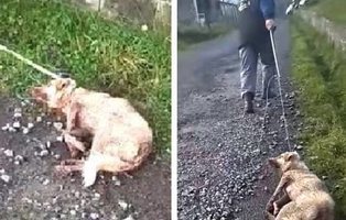 Una cazador apalea y dispara a su perra en Lugo porque le "sale de los cojones"