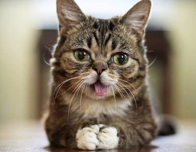 Muere Lil Bub, la famosa gata influencer con enanismo