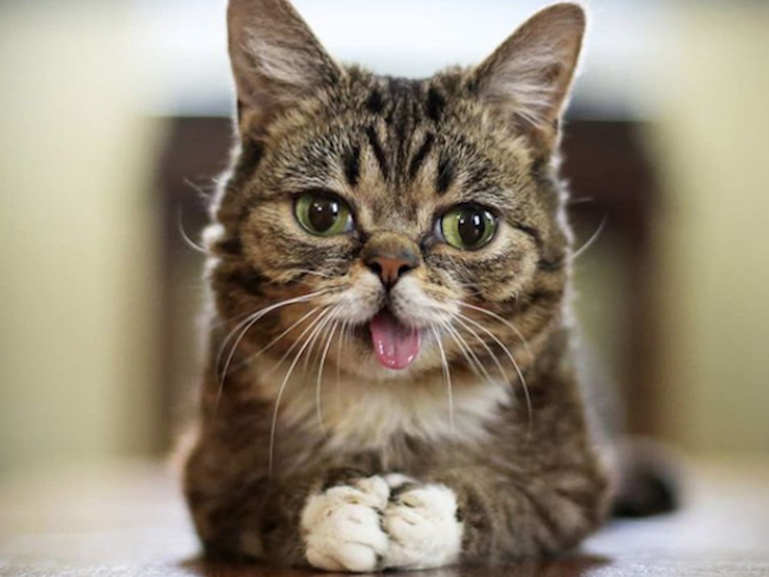 Muere Lil Bub, la famosa gata influencer con enanismo