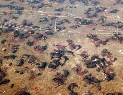 Así es la mayor matanza de animales del mundo en Nepal: 300.000 animales son degollados