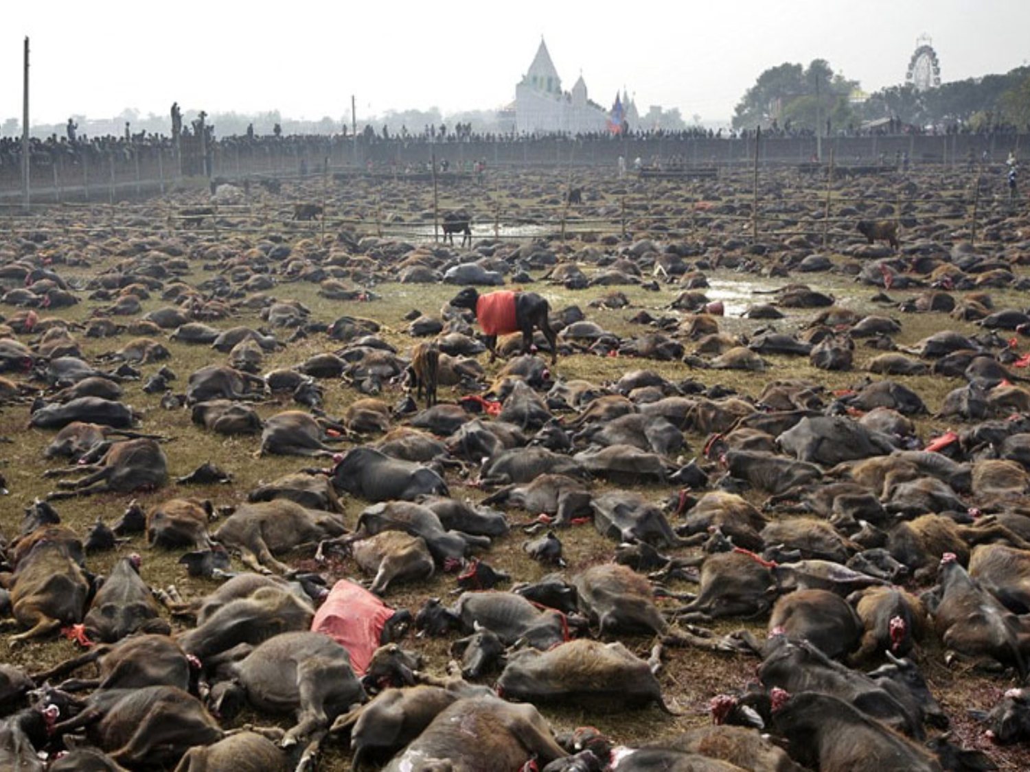 Así es la mayor matanza de animales del mundo en Nepal: 300.000 animales son degollados