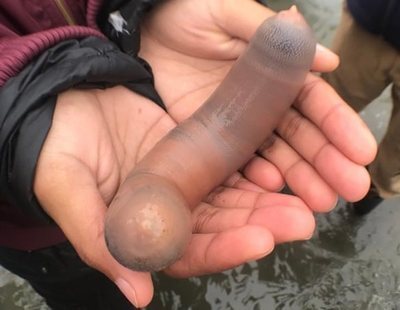 Miles de 'peces pene' aparecen en una playa de California