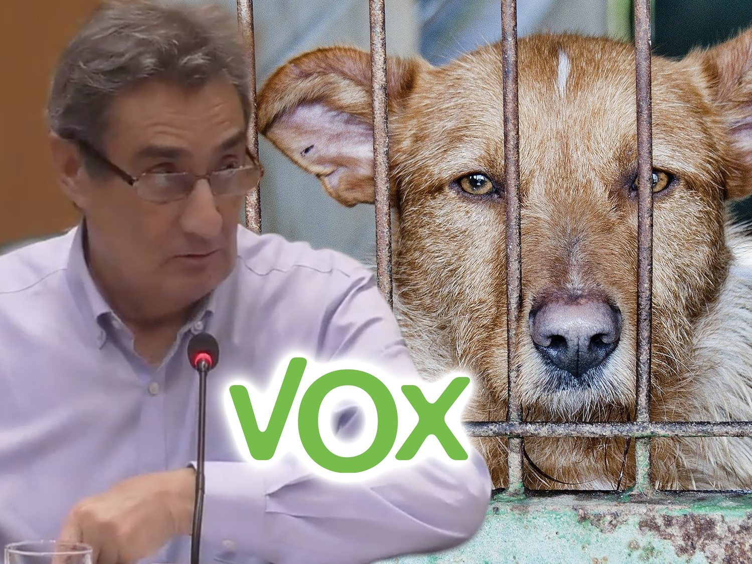VOX plantea matar perros sin adopción en Zaragoza "sin raza reconocible, viejos o enfermos"