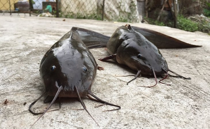 El bagre está en su mayoría contaminado por vibriobacterias