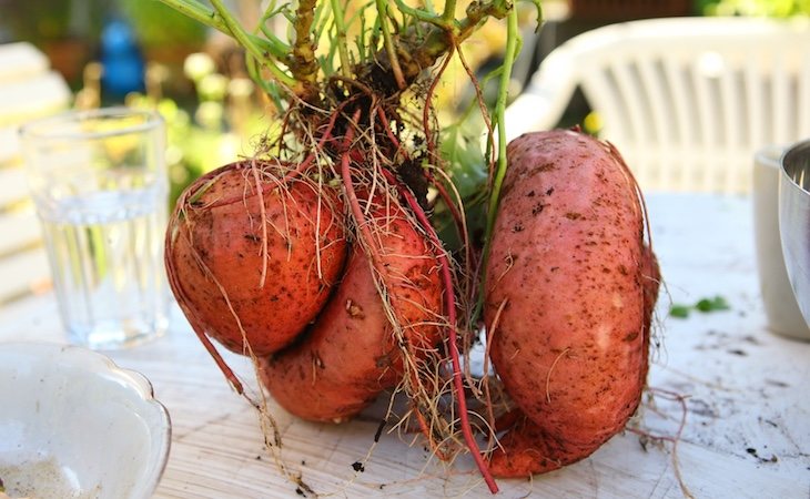 Algunos vegetales naranjas con niveles altos de antioxidantes son los boniatos o las zanahorias