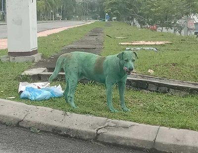 Maltrato animal: fotografía a un  perro pintado y en estado lamentable