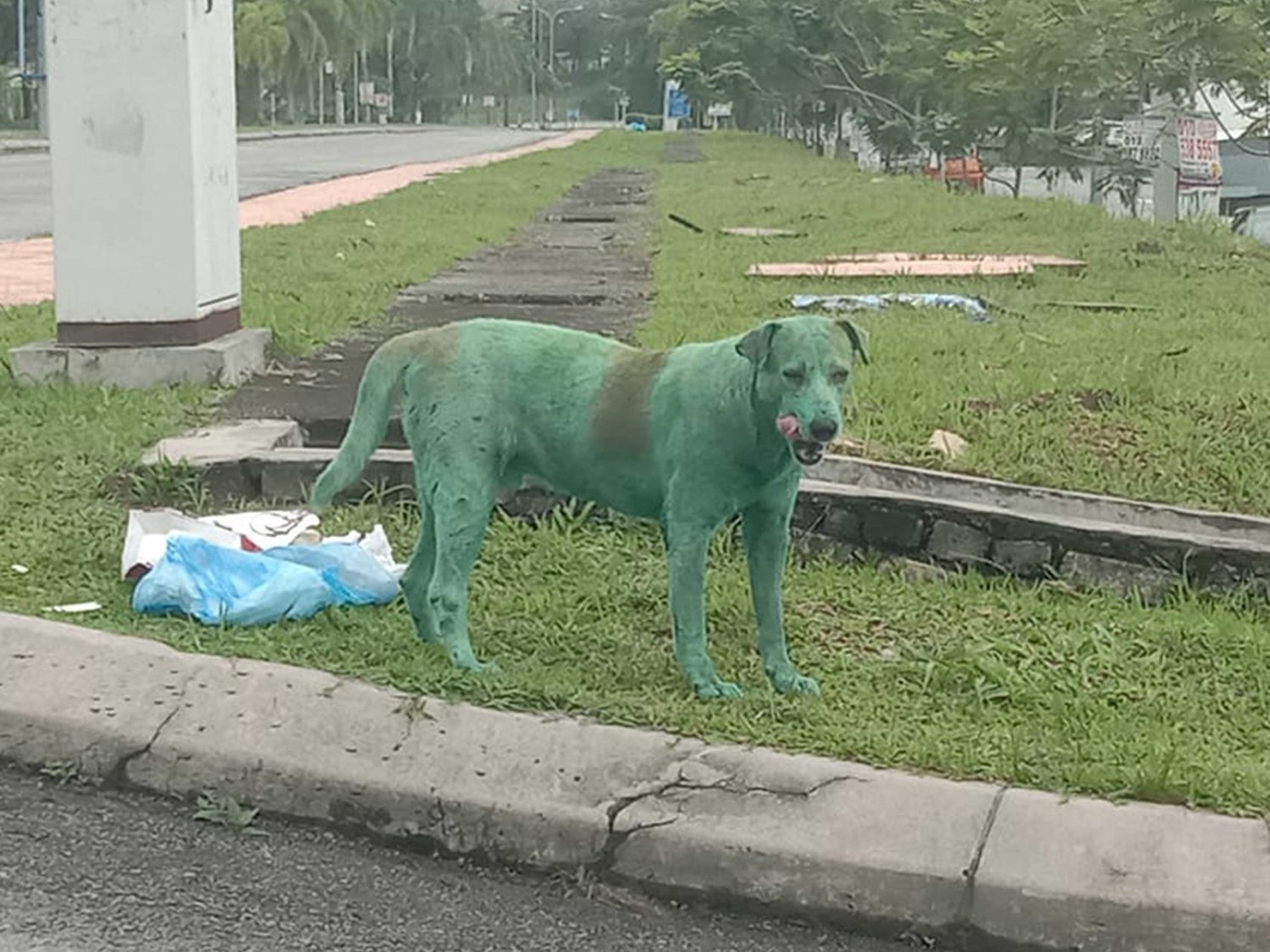 Maltrato animal: fotografía a un  perro pintado y en estado lamentable