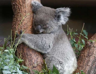 Adopta un koala: Así puedes ayudar en mitad de los devastadores incendios de Australia