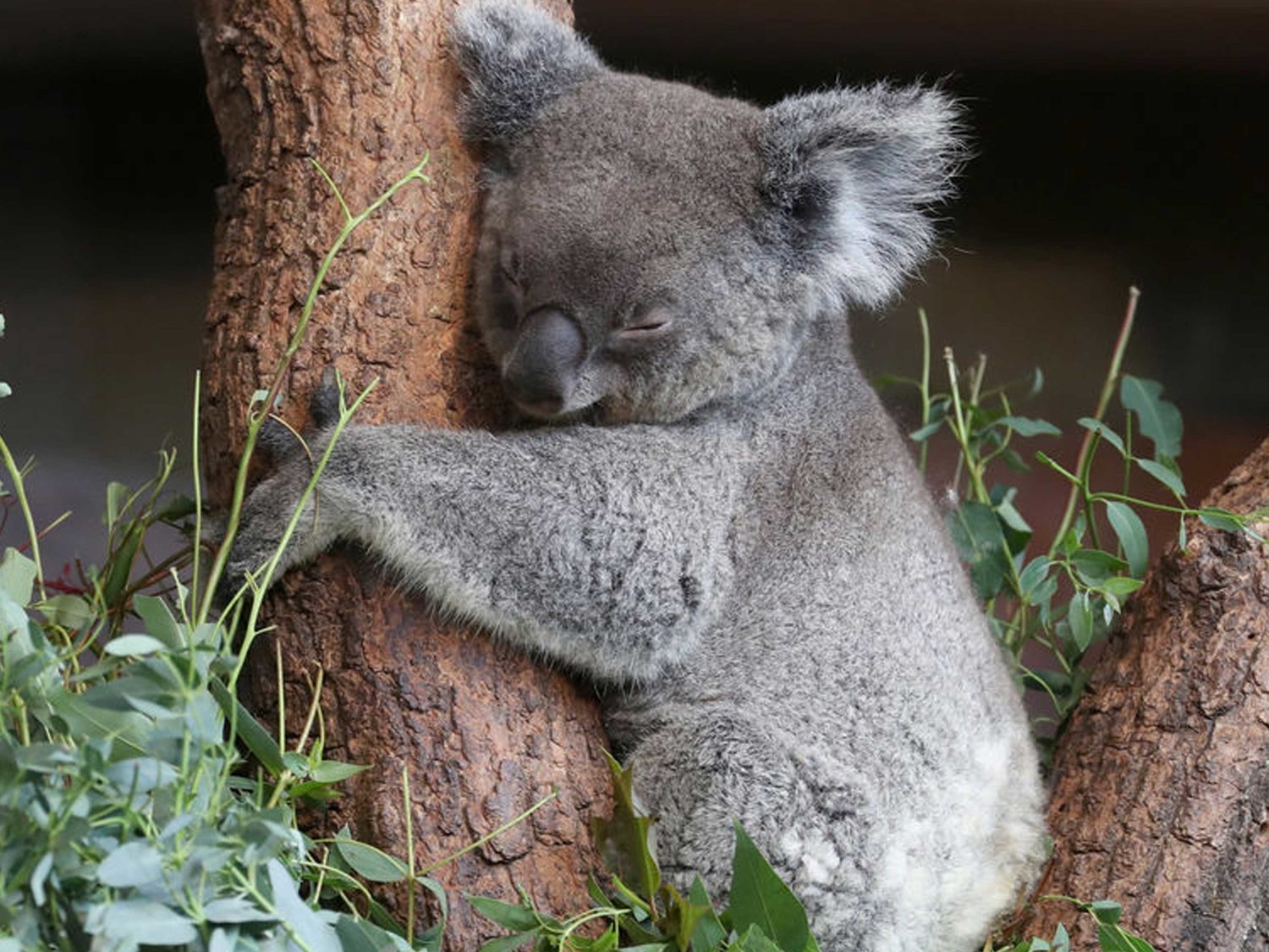 Adopta un koala: Así puedes ayudar en mitad de los devastadores incendios de Australia