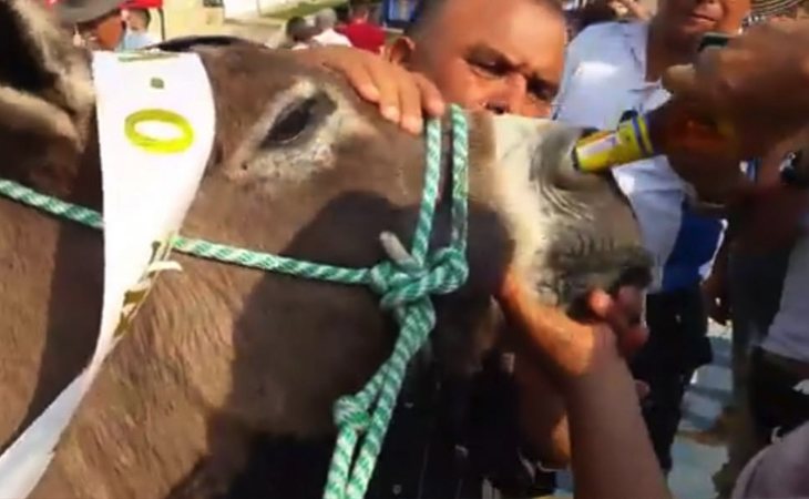 El burro fue obligado a beber cerveza por la nariz