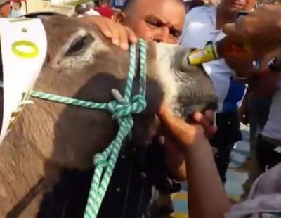 Obligan a un burro a beber cerveza por la nariz después de ganar una carrera