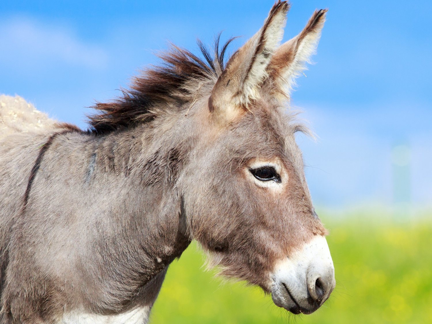 Obligan a un burro a beber cerveza por la nariz después de ganar una carrera