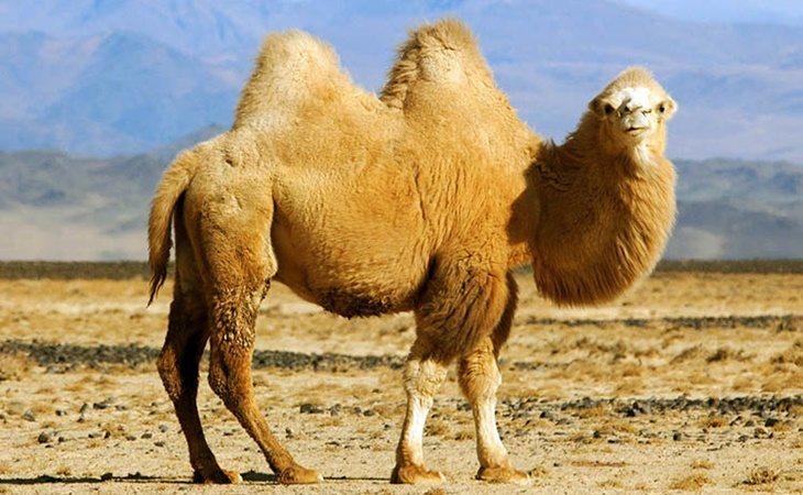 Los camellos almacenan agua en la sangre, no en las jorobas