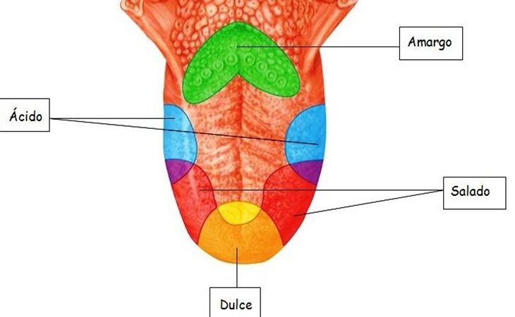 Los receptores que captan los gustos se sitúan por toda la lengua