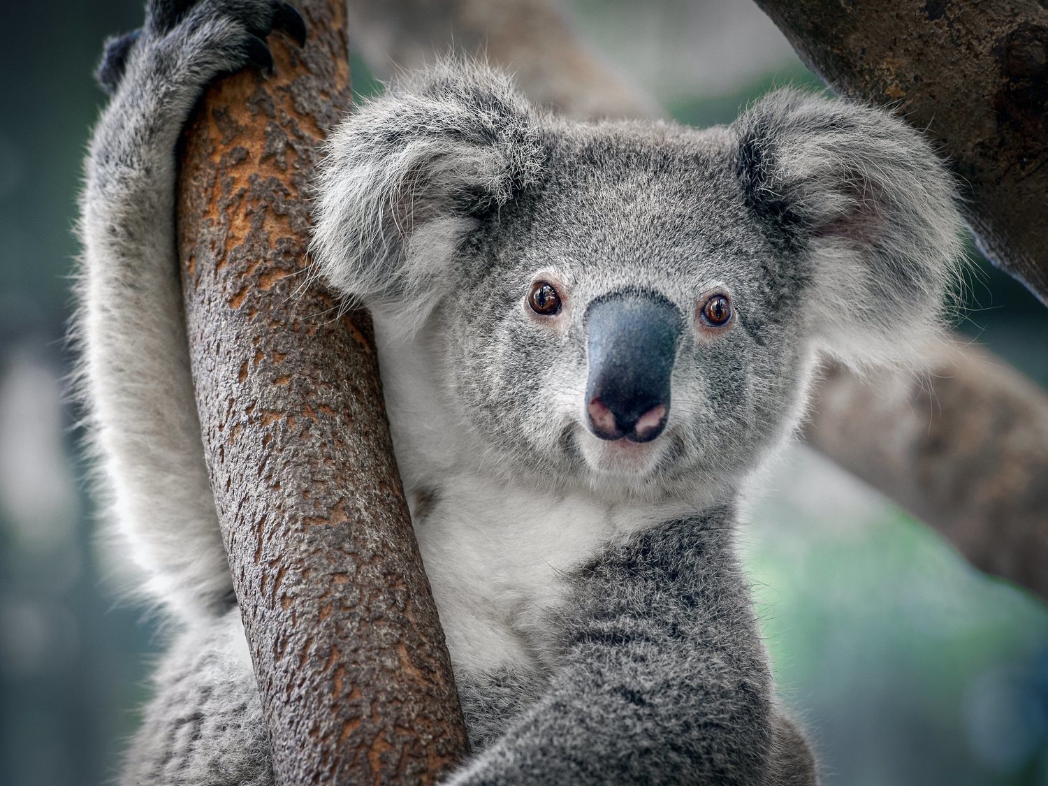 #KoalaChallenge: el nuevo reto viral para ayudar en los incendios de Australia