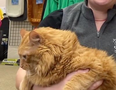 Bazooka, el gato gigante de 16 kilos, comienza una dieta en su nuevo hogar