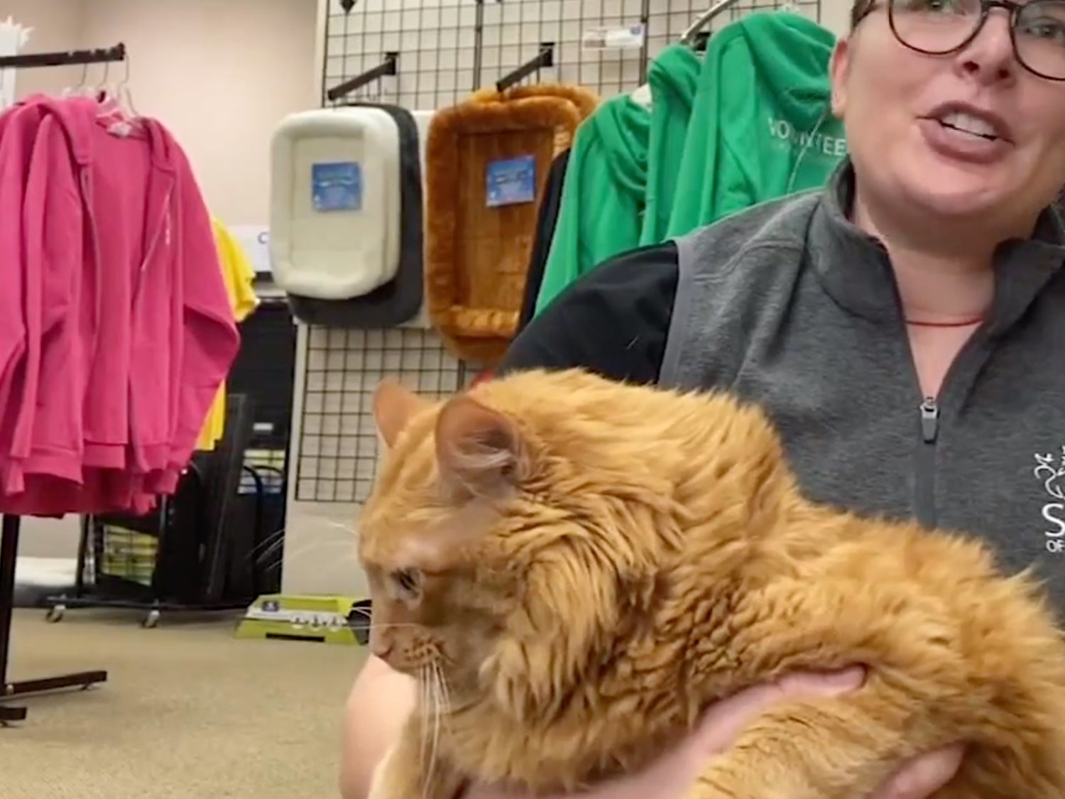 Bazooka, el gato gigante de 16 kilos, comienza una dieta en su nuevo hogar