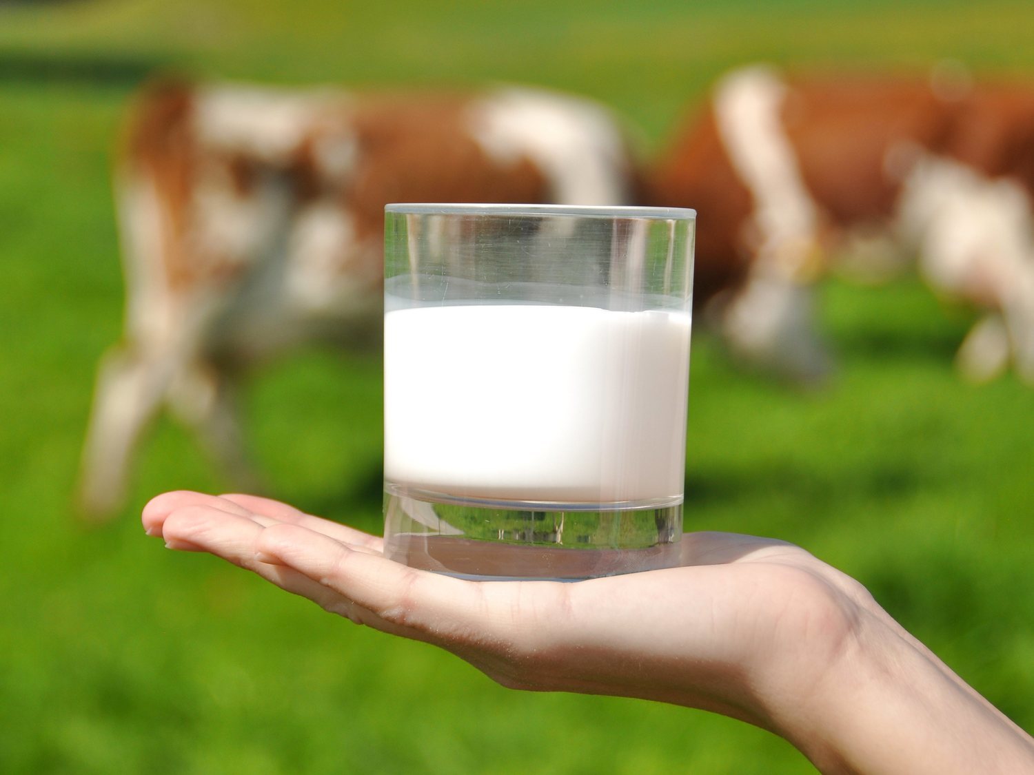 Quién fabrica la leche de marca blanca de Mercadona, Carrefour, Lidl, Dia y Alcampo