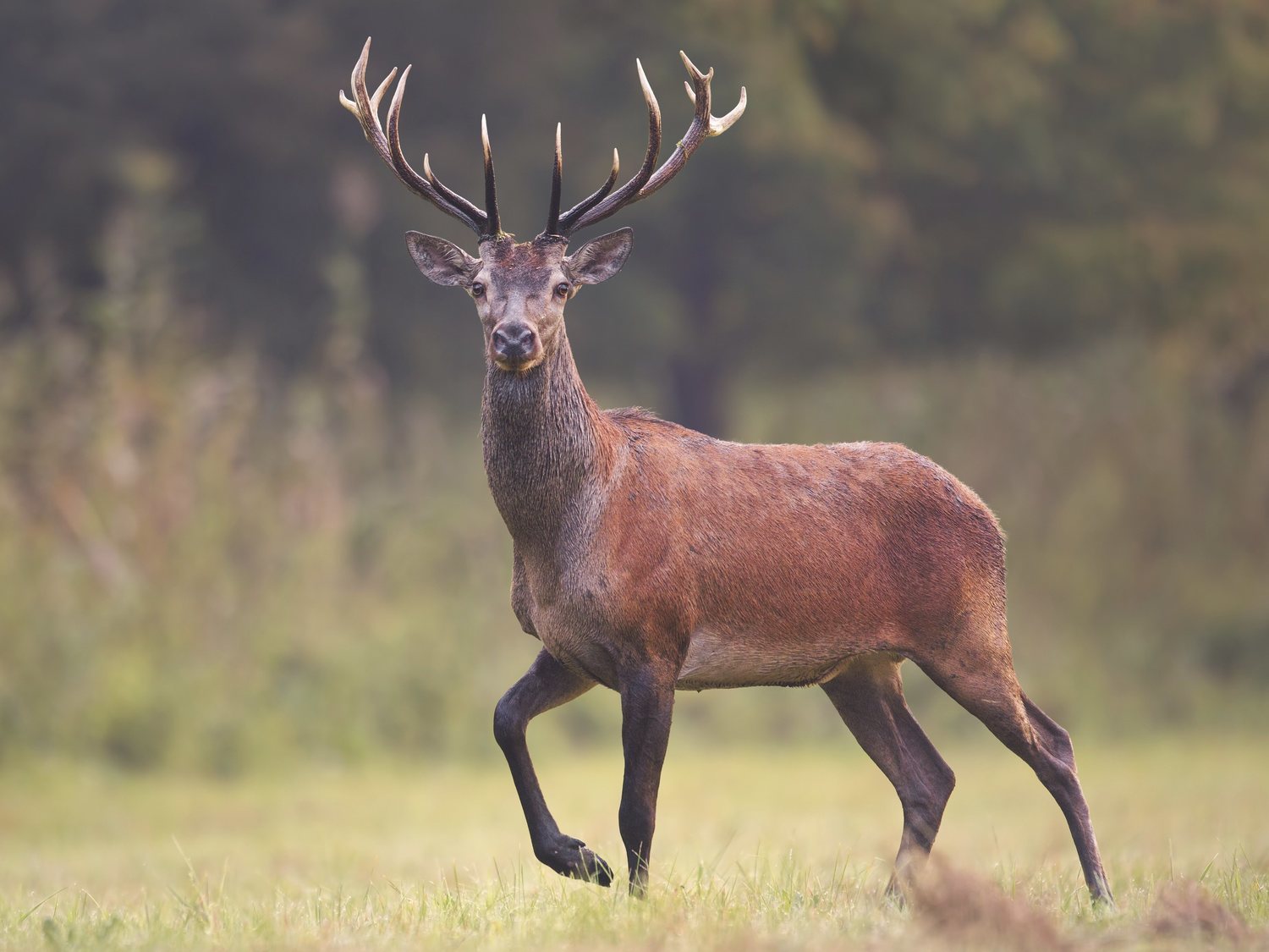 Un ciervo embiste y arranca medio rostro a un cazador que estaba disparando a varios animales