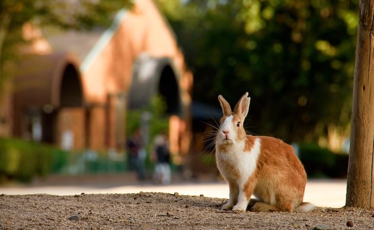 Okunoshima es la isla de los conejos