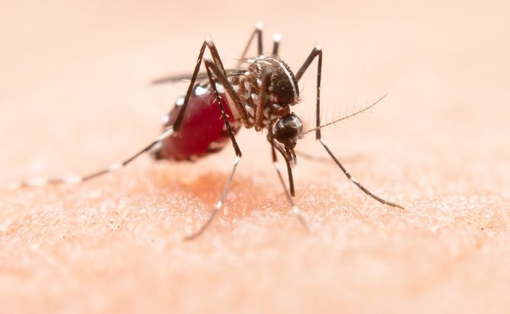 La OMS recuerda que el coronavirus no se puede transmitir mediante picaduras de insectos